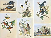 Collage view showing all six Audubon bird prints