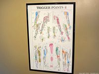 Front view of framed anatomical chart poster on wall showing entire artwork