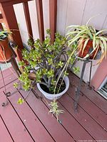 Overall view showing jade plant on deck, two metal plant stands with potted plants