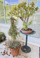 Overall lot showing bird bath, jade on top, aloe pot and ivy topiary