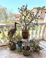 Group shot of all six potted plants and stand on balcony