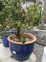 Full view of blue ceramic planter with shrub