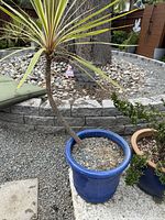 Planter and plant in outdoor setting