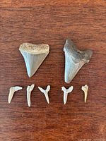 All seven fossil shark teeth displayed on wood surface