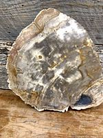 Front view of polished petrified wood slice