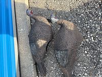 Two molded turkey decoys lying side by side on gravel