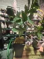 Full view of artificial fiddle-leaf fig tree in black metal planter