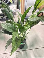 Full view of faux peace lily plant in pot