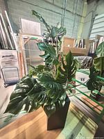 Full view of faux monstera plant in tall black planter