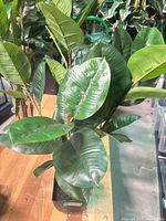 Full view of artificial rubber tree with planter