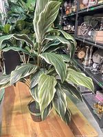 Full view of faux plant showing variegated leaves and pot