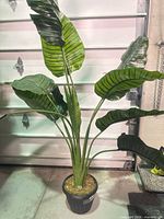 Full view of artificial Travellers Palm showing height and leaf detail