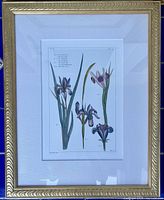 Iris botanical print in gold frame with white mat