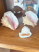 Front view of two large pink-lipped conch shells and one small spiny shell on wooden shelf
