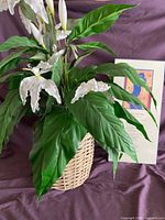 Faux plant in wicker basket beside mounted poem board