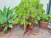 Large plain terracotta pot with agave and succulent shrub beside smaller basket-weave pot