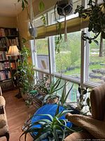 Wide view of window area with multiple potted plants, macrame hangers, blue pot aloe, vine plants