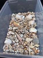 Top view of entire bin filled with assorted seashells