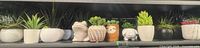 shelf view showing full row of artificial succulents in varied pots