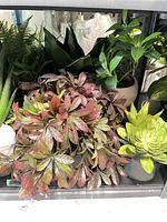 Shelf with burgundy foliage, rosette succulent, ferns and other potted plants