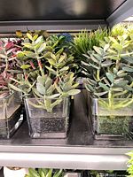 Shelf with multiple faux succulent arrangements in clear glass vases
