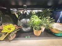 Overall shelf view with demijohn, faux plants, decorative plate and bowl