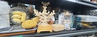 Wide shelf view showing coral, jars, sponges, glassware