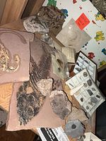 Overview of multiple fossil items on table