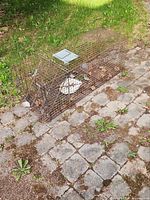 Full view of rectangular wire mesh animal trap on stone path
