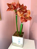 Front view of faux amaryllis plant showing blooms, stems, pot and moss