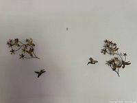 Overall view showing two floral plaques and two separate hummingbirds