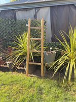 Full view of rustic wood ladder leaning against garden hedge