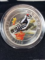 Coloured Downy Woodpecker reverse side of the 2008 25-cent coin in capsule