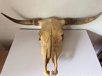 Frontal view of steer skull showing overall form and horn span
