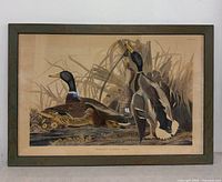 Full view of framed Audubon Mallard Duck print