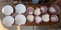 All 12 clam shells laid out on table