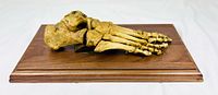 Right side view of articulated foot skeleton on hardwood base