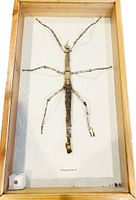 Front view of framed stick insect on paper backing