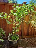 Full view of contorted hazel in pot against fence