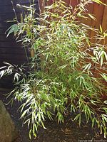 Full view of bamboo in pot against fence