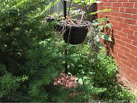 Photo showing one black plastic hanging basket attached to the metal stand with dried plants inside, foliage around it and a brick wall background