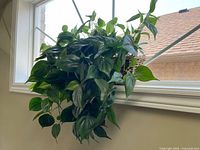 Trailing faux plant with green leaves in wicker pot on windowsill