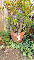 Full view of jade plant in terracotta pot situated outdoors