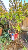Full view of jade plant showing overall height and foliage