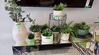 Full group shot of planters on console
