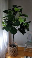 Full view of artificial fiddle leaf fig tree in basket against wall