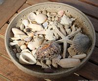 Top view of bowl filled with assorted shells and starfish