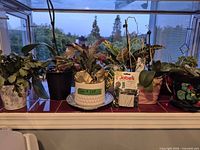 Group of potted plants, fertilizer spikes, saucer