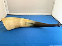 Full view of cow horn powder horn showing color gradient, drilled hang hole and open tip