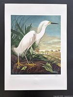 Full view of signed Snowy Egret lithograph showing sheet size and margins